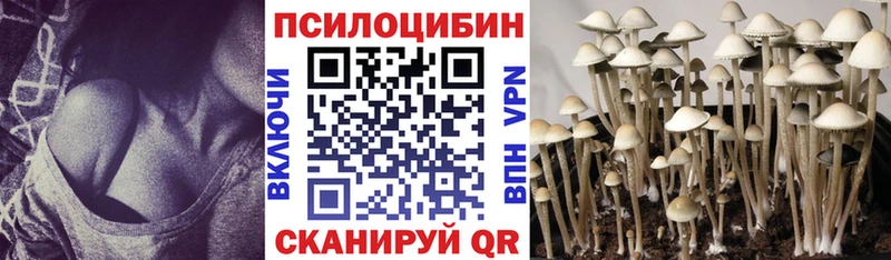где купить наркоту Будённовск Галлюциногенные грибы Psilocybine cubensis